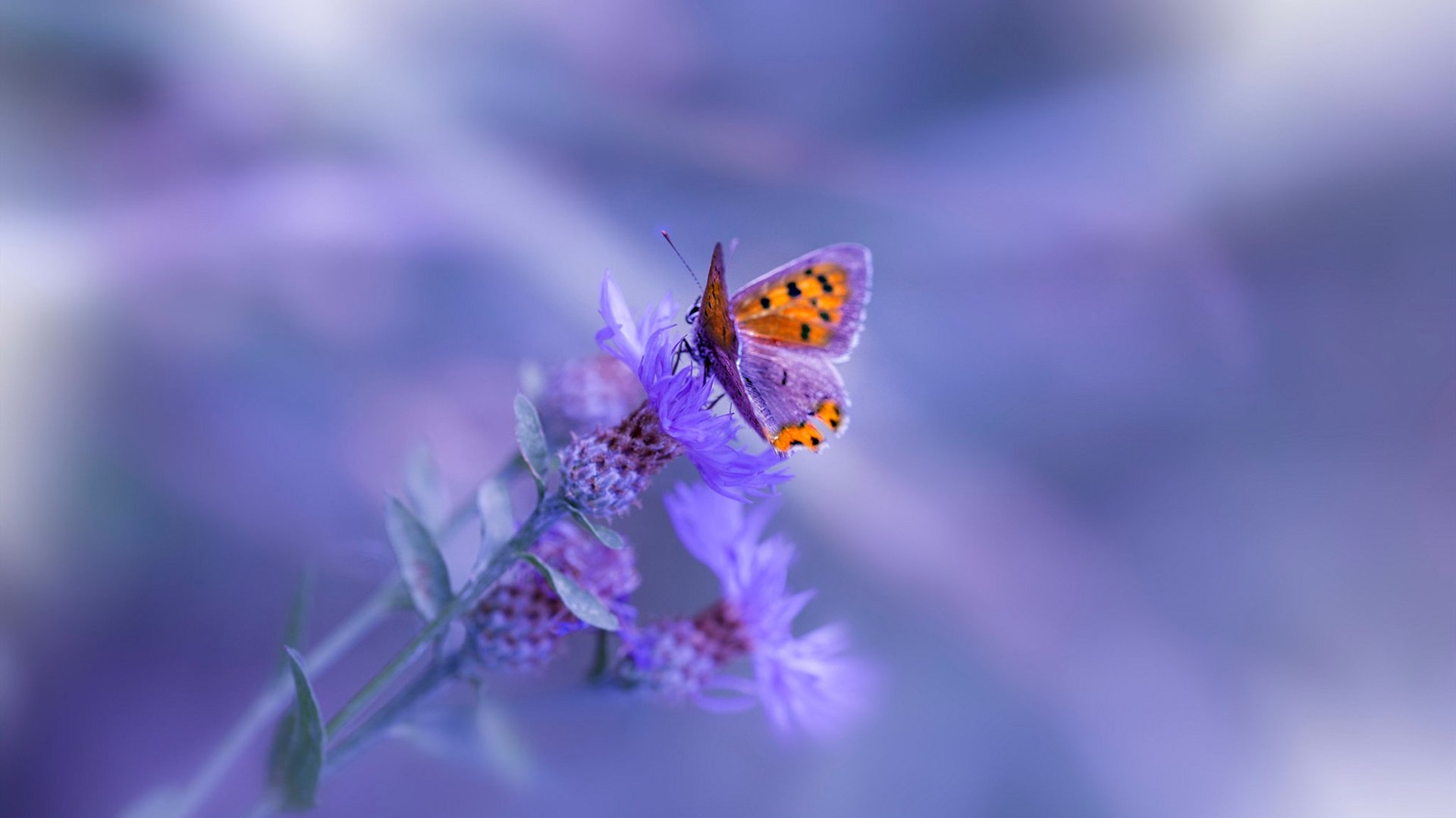 中国三人篮球女队提升终结能力,中国三人篮球女队员名单